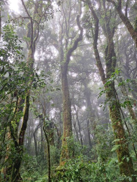 Moss-draped cloud forest trees on the summit trail - lifeonwheel.com