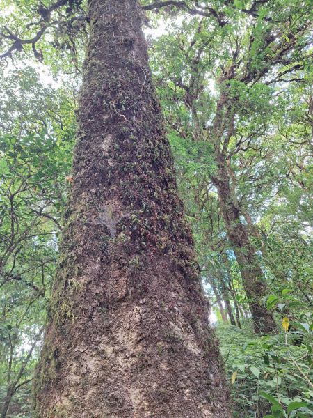 A moss-covered tree trunk on the cloud forest trail - lifeonwheel.com