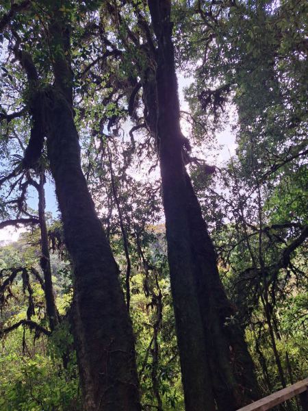 Sunlight filtering through the mossy forest canopy - lifeonwheel.com