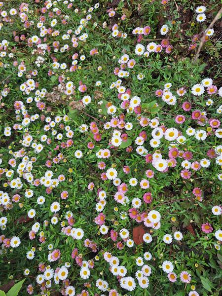 Wild daisies carpeting the summit meadow - lifeonwheel.com