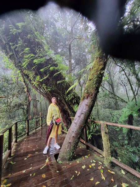 A guest beside a wind-bent tree in the misty forest - lifeonwheel.com