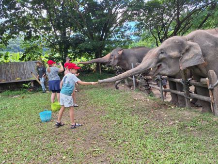 Elephant Care - photo 6 - lifeonwheel.com