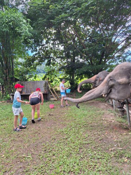 Elephant Care - photo 8 - lifeonwheel.com