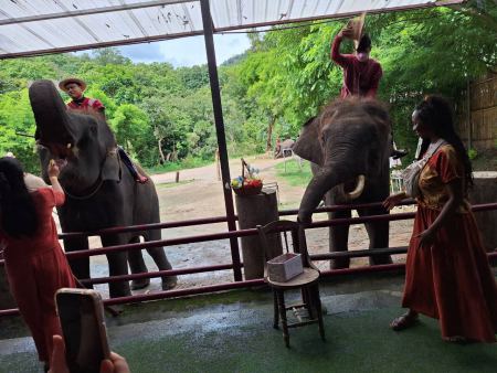 Elephant Care - photo 28 - lifeonwheel.com