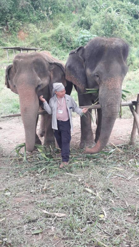 Elephant Care - photo 43 - lifeonwheel.com