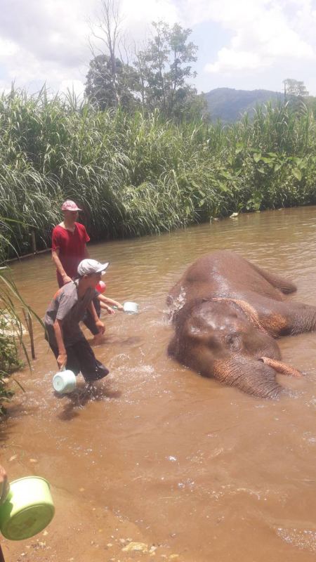 Elephant Care - photo 52 - lifeonwheel.com