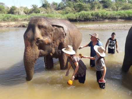 Elephant Care - photo 61 - lifeonwheel.com