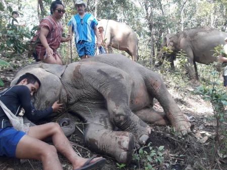 Elephant Care - photo 63 - lifeonwheel.com