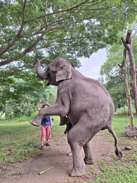 Elephant Care - photo 66 - lifeonwheel.com