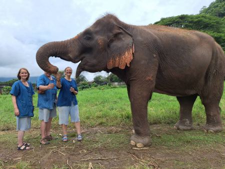 Elephant Care - photo 77 - lifeonwheel.com