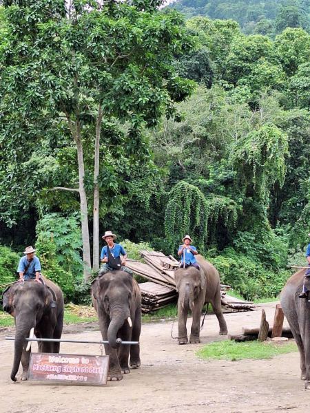 Elephant Care - photo 82 - lifeonwheel.com