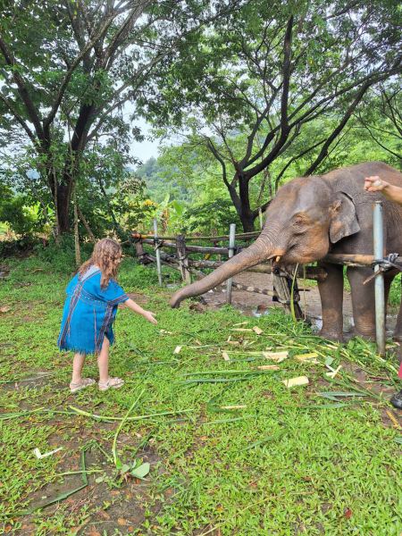Elephant Care - photo 89 - lifeonwheel.com