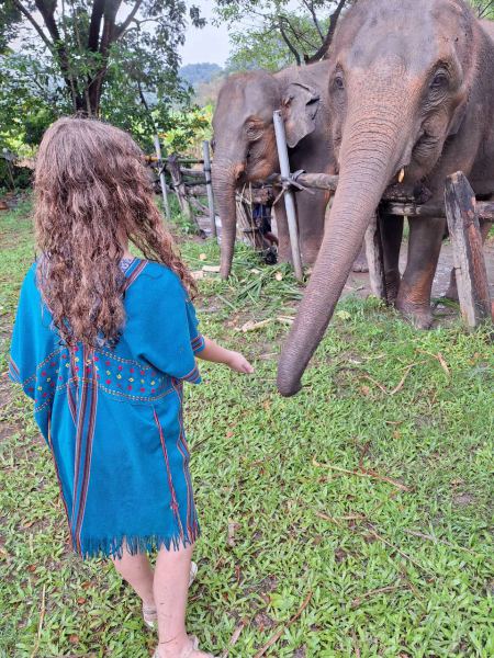 Elephant Care - photo 91 - lifeonwheel.com