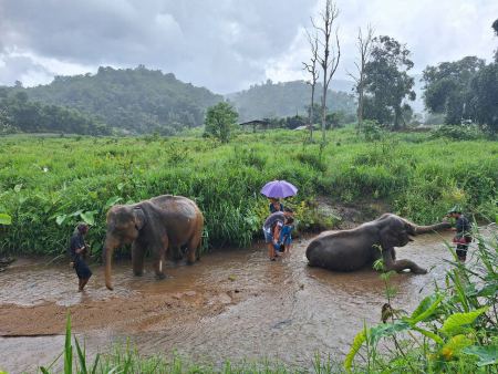 Elephant Care - photo 98 - lifeonwheel.com