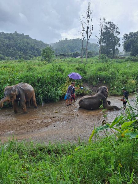 Elephant Care - photo 99 - lifeonwheel.com