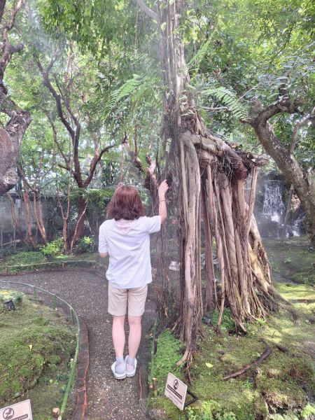 Reaching up to the hanging banyan roots - lifeonwheel.com