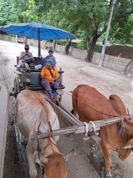 The driver guiding his pair of oxen along the village lane - lifeonwheel.com
