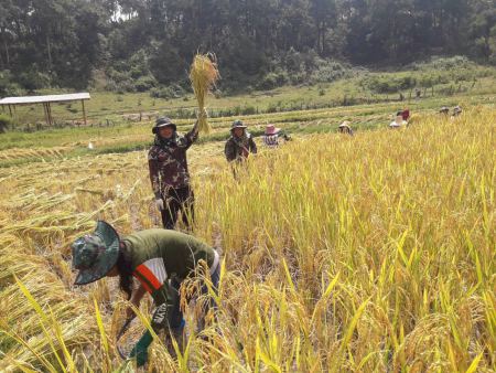 Farmers gathering the golden rice by hand - lifeonwheel.com