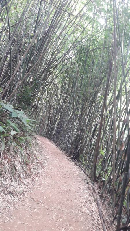 Trekking - photo 16 - lifeonwheel.com